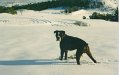 1994-04 - Rocco sulla neve del monte Guardia